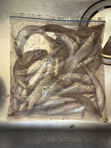 キスの釣果