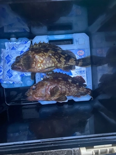カサゴの釣果
