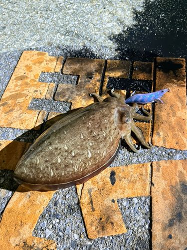 モンゴウイカの釣果