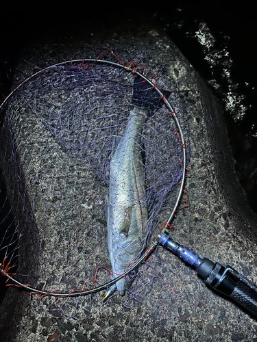 スズキの釣果