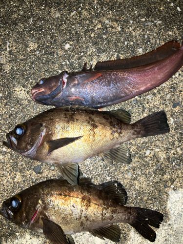 メバルの釣果