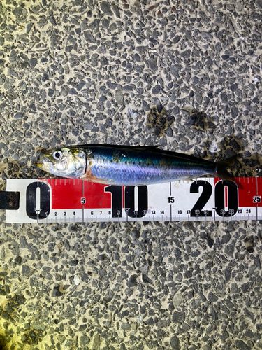 マイワシの釣果