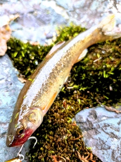 タカハヤの釣果