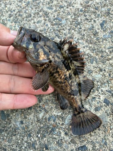 ソイの釣果