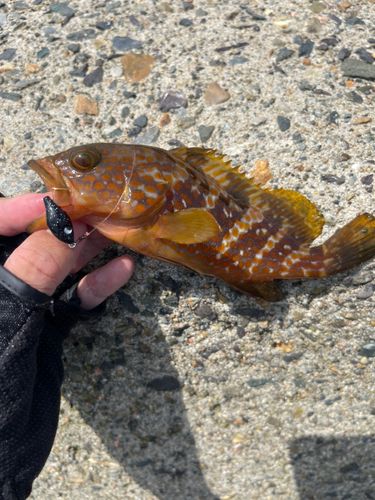 アコウの釣果