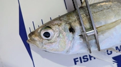 マアジの釣果