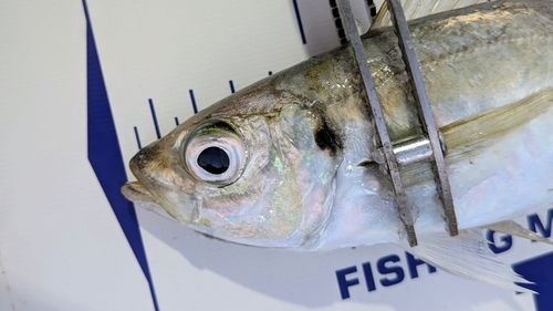 マアジの釣果