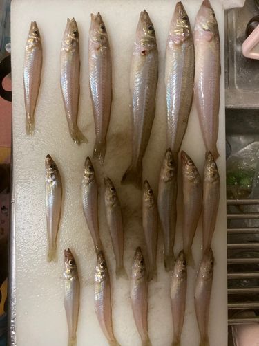 キスの釣果