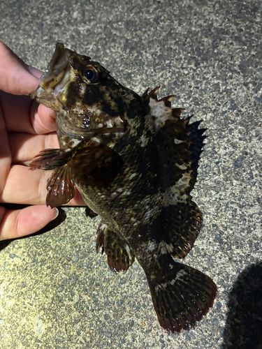ソイの釣果