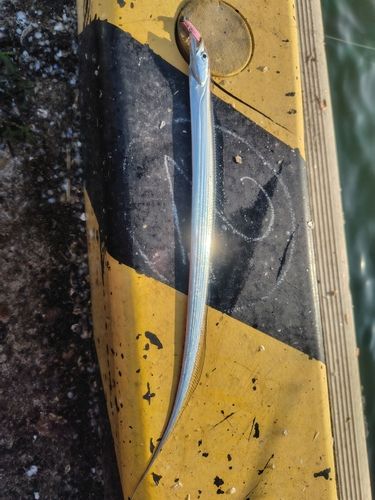 タチウオの釣果