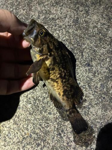 ソイの釣果