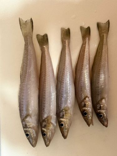 キスの釣果