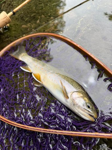 オショロコマの釣果