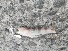イトヒキハゼの釣果