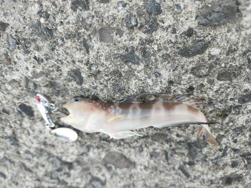 イトヒキハゼの釣果