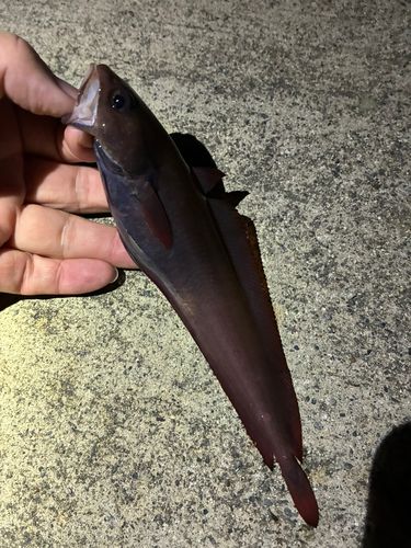 ドンコの釣果