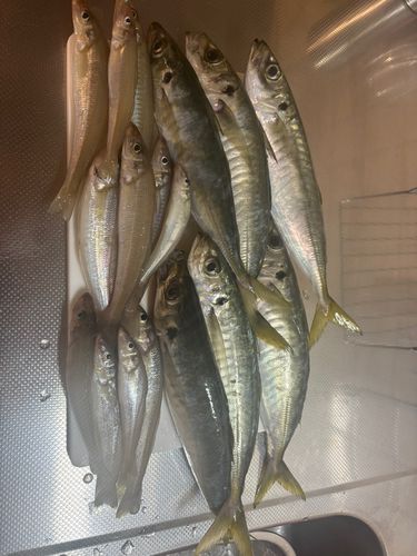キスの釣果