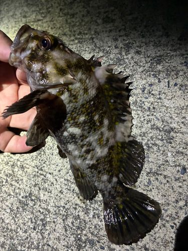 ソイの釣果