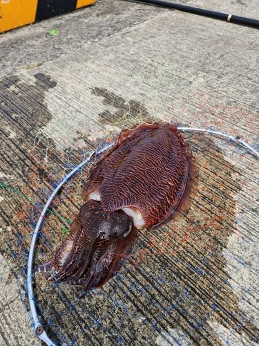 コウイカの釣果