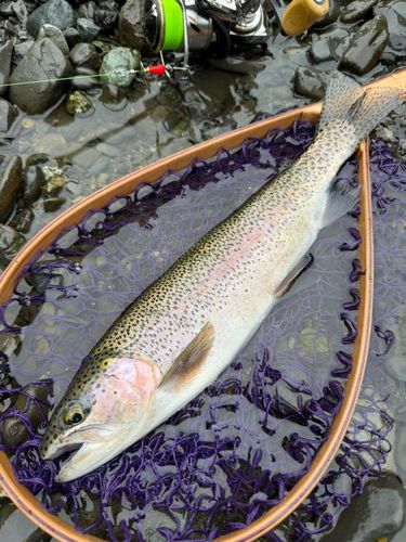ニジマスの釣果