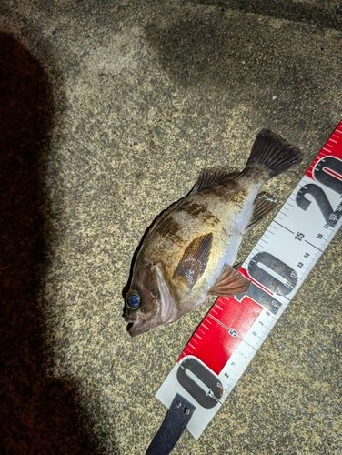 メバルの釣果