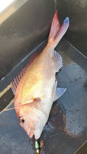 タイの釣果