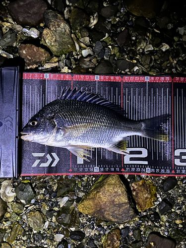 キビレの釣果