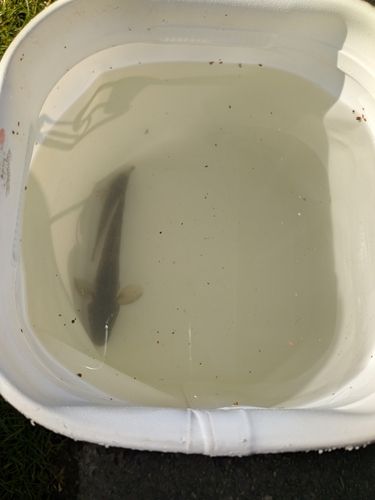 ハゼの釣果