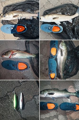 シーバスの釣果