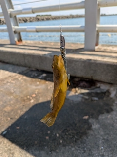 マハゼの釣果