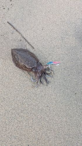 モンゴウイカの釣果
