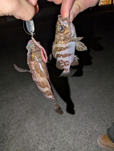 メバルの釣果