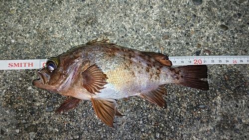 メバルの釣果