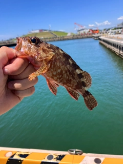 カサゴの釣果