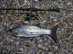 フッコ（ヒラスズキ）の釣果