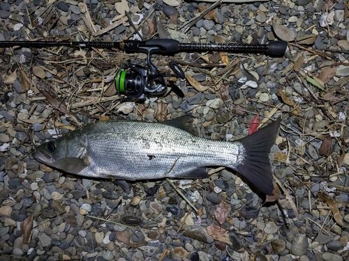 フッコ（ヒラスズキ）の釣果