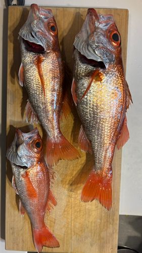 アカムツの釣果