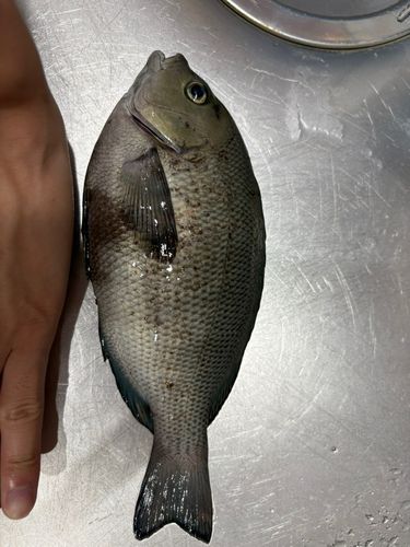 メジナの釣果