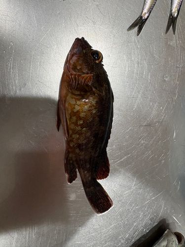 カサゴの釣果