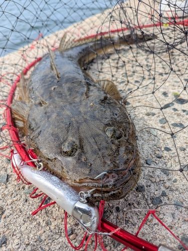 マゴチの釣果