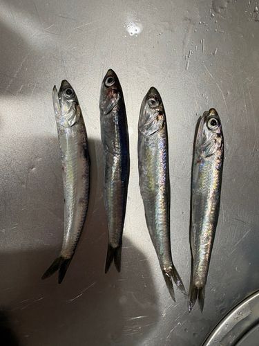 カタクチイワシの釣果