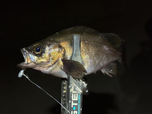 シロメバルの釣果