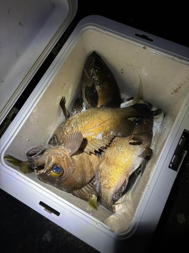 メバルの釣果