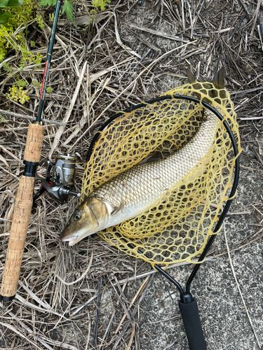 ニゴイの釣果