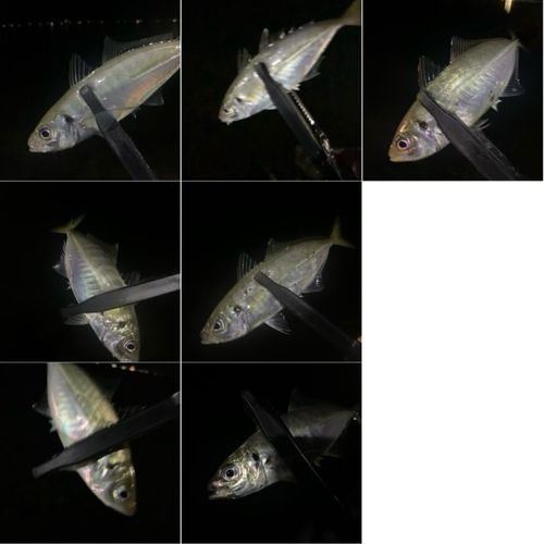 アジの釣果
