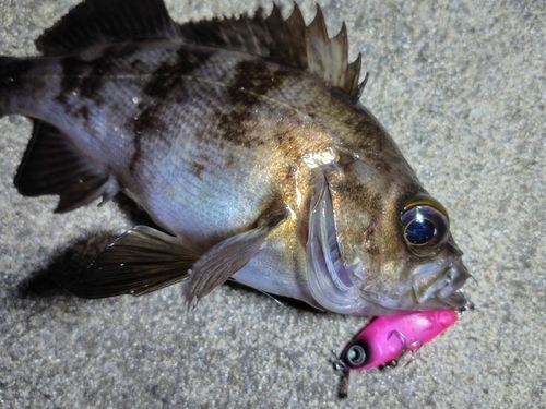 メバルの釣果