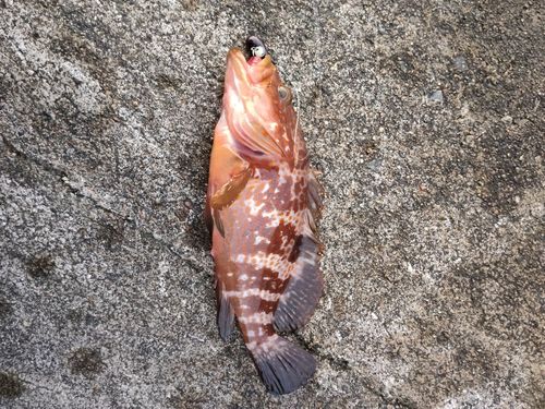キジハタの釣果