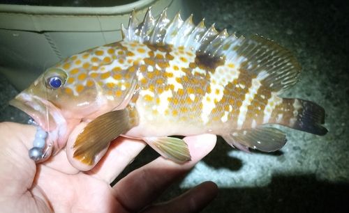 アコウの釣果