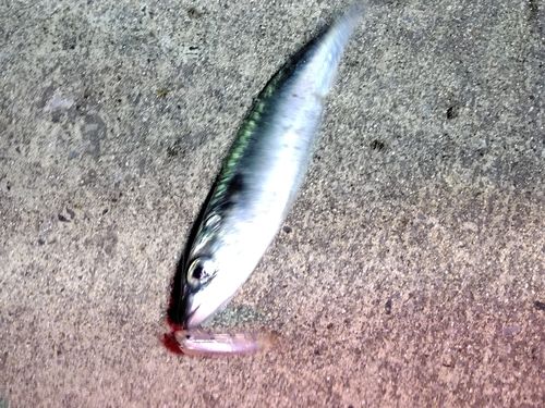 サバの釣果