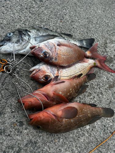 マダイの釣果